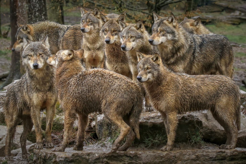 Meute de loups gris