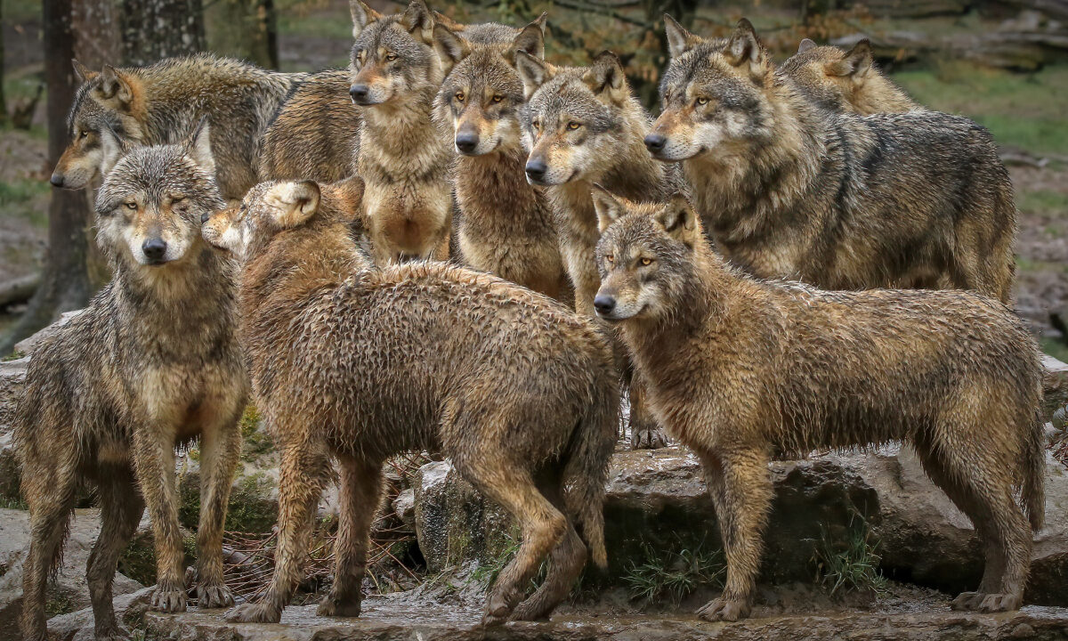 Meute de loups gris