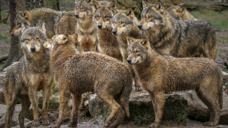 Loup : Malgré des quotas en hausse, des éleveurs toujours à bout