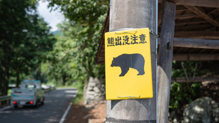 Attaques d’ours au Japon : 13 morts, faute de chasseurs l’armée intervient
