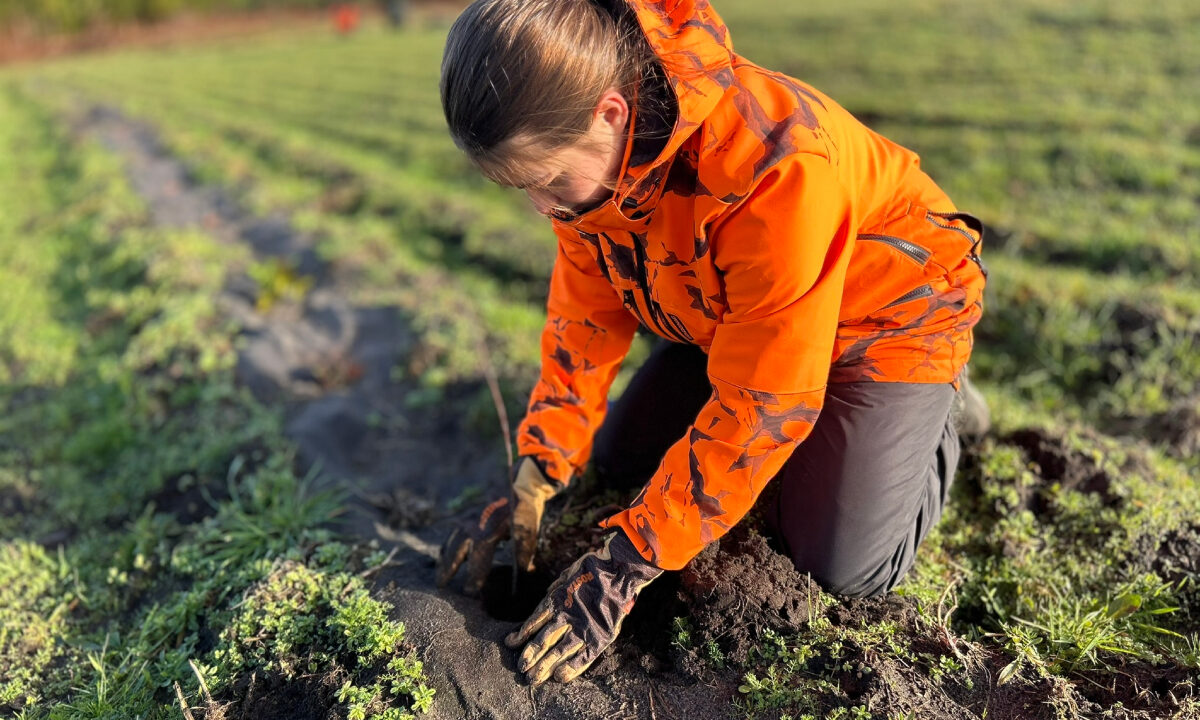 Plantation de haies FDC 40