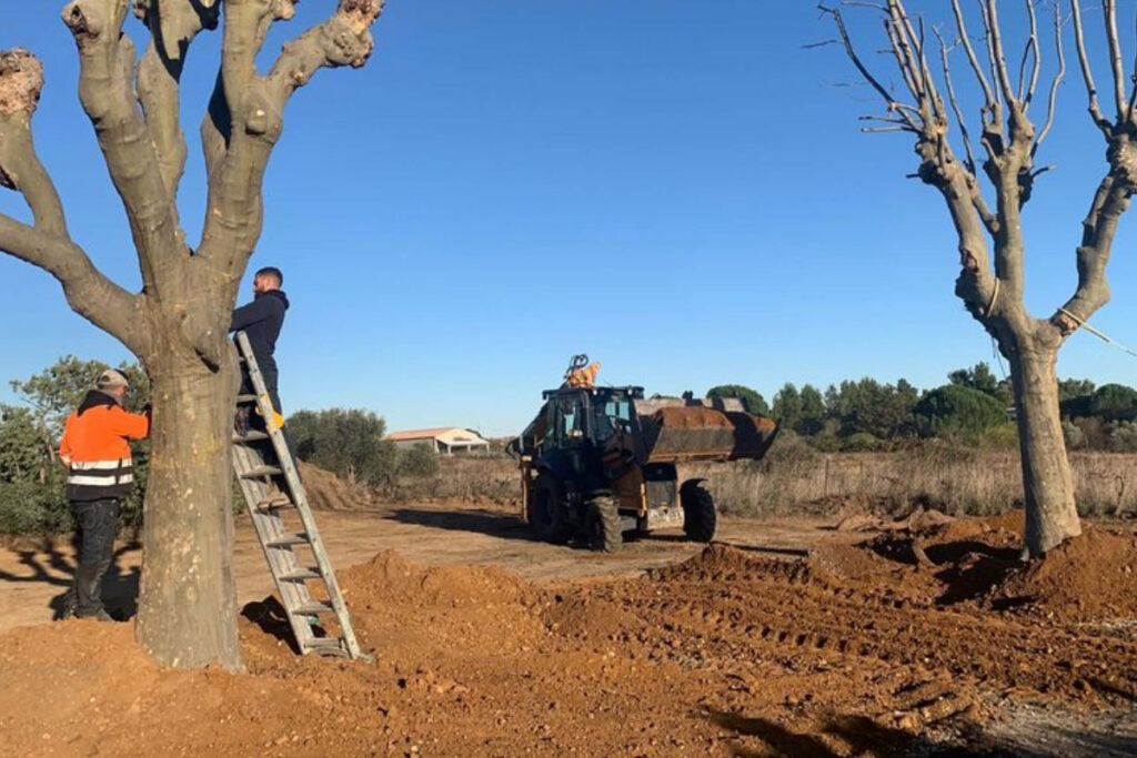 Réimplantation de 2 platanes devant la future maison de la chasse à Bessan (34)