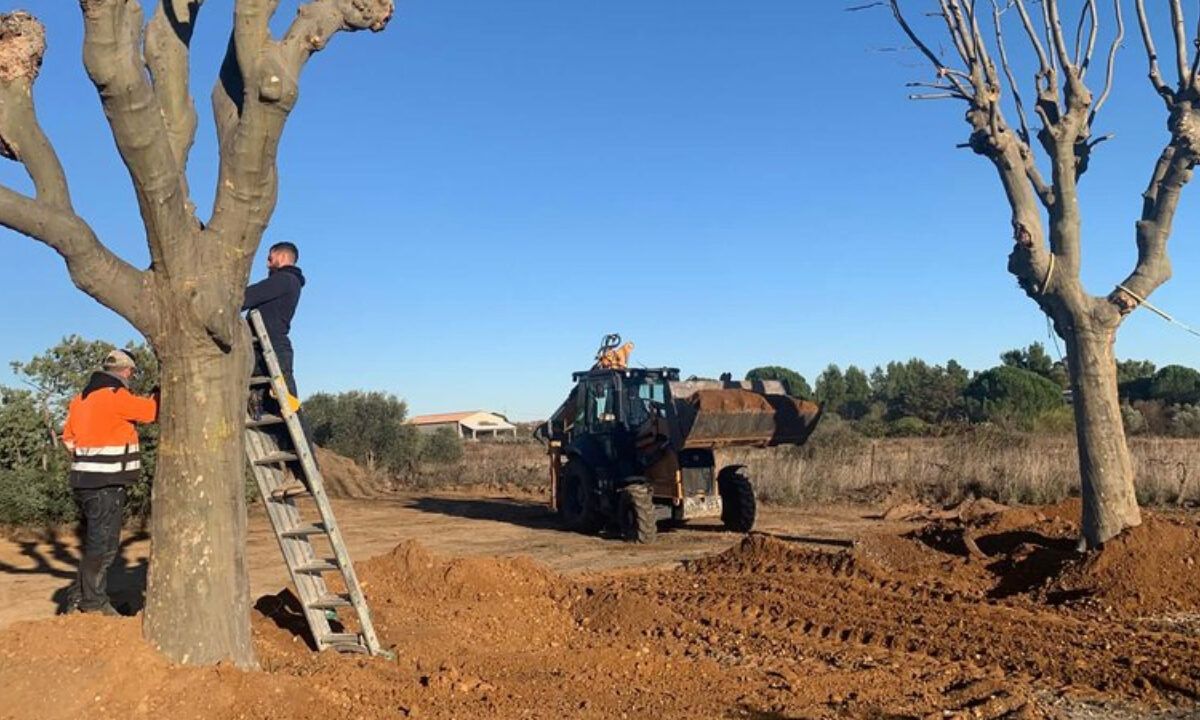 Réimplantation de 2 platanes devant la future maison de la chasse à Bessan (34)