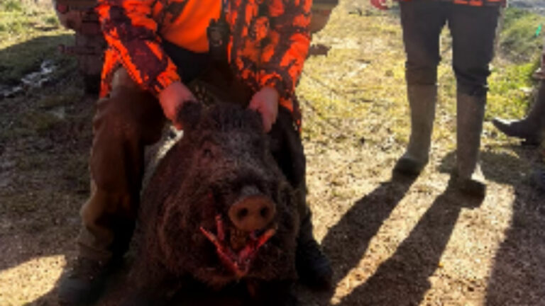 120 kg, 18 cm de défenses : Patrice, 55 permis validés, prélève le sanglier de sa vie en Dordogne !