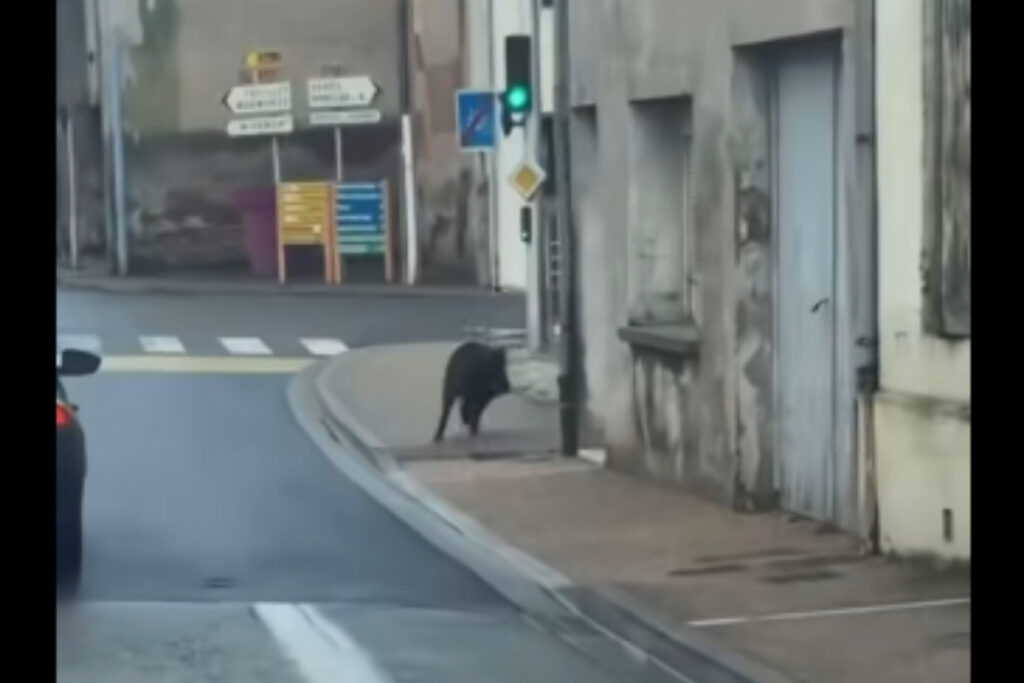 Sanglier filmé dans les rues de Tonneins (47) en plein jour