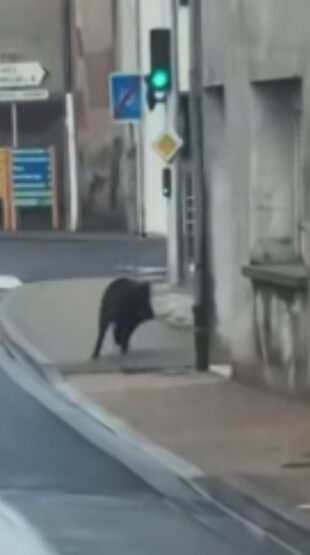 Lot-et-Garonne: un sanglier en balade en pleine journée dans les rues de Tonneins, buzz sur le Web !