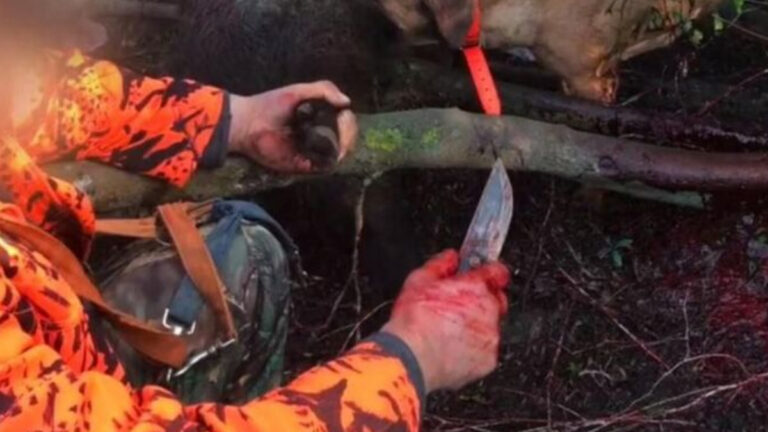 Sanglier achevé en lisière de la forêt de Chizé : l’AFACCC 79 rappelle les règles