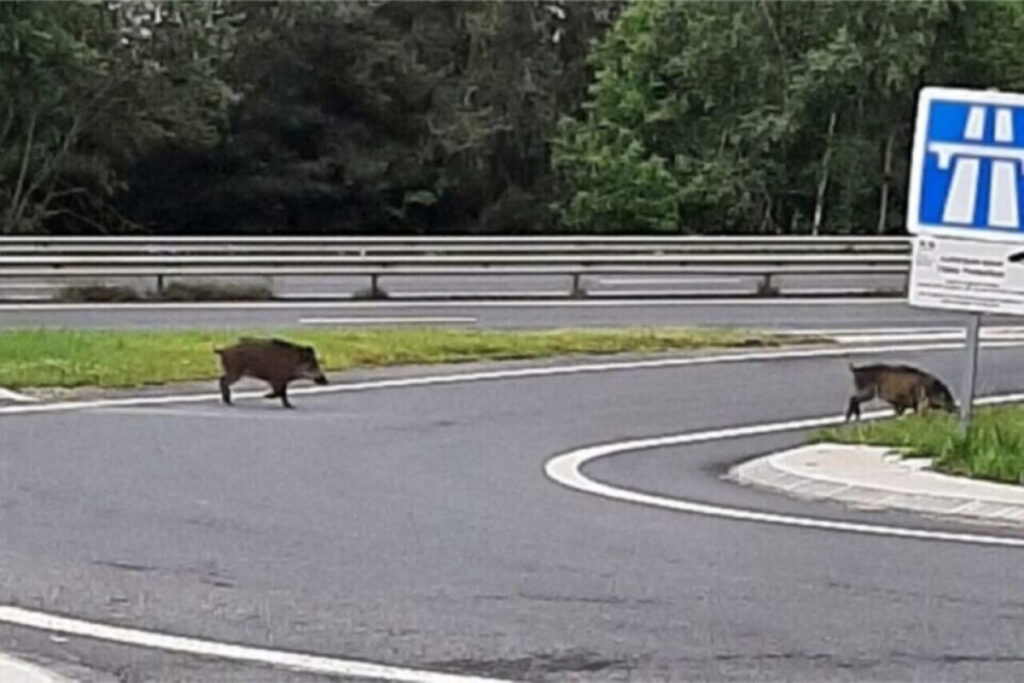 Sangliers sur le périphérique de Toulouse