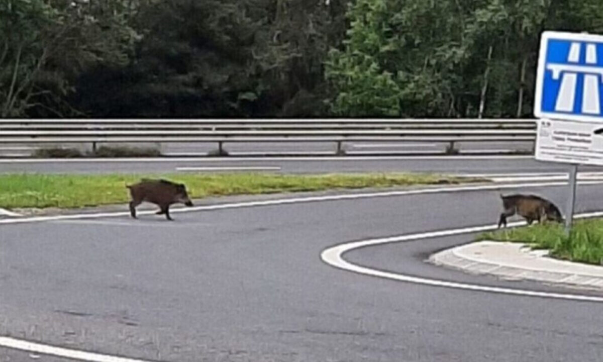 Sangliers sur le périphérique de Toulouse