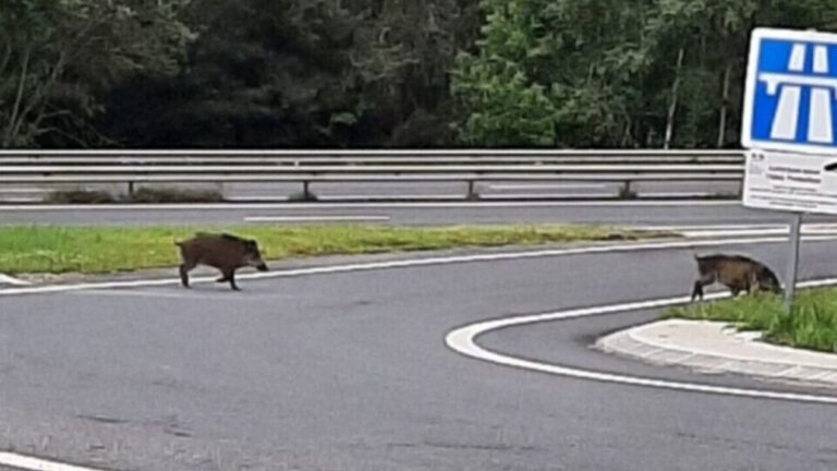 Périphérique de Toulouse: des tirs de nuit en vue pour cause d&rsquo;invasion de sangliers
