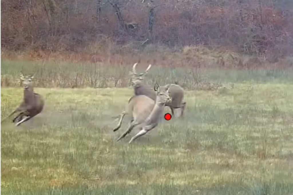 Tir doublé sur grands cervidés