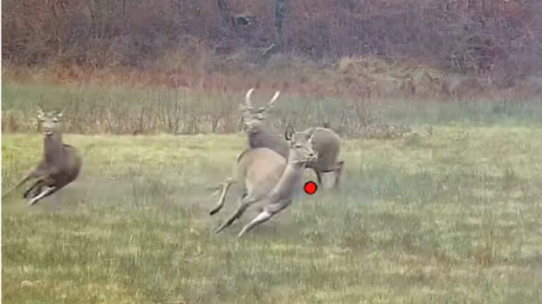 Deux balles, deux cervidés : le doublé maîtrisé d’un jeune chasseur