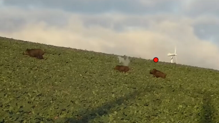 Trois sangliers d&rsquo;une seule balle et un doublé, au même poste lors d&rsquo;une battue !