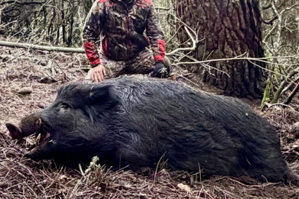 Un sanglier mâle de 178 kg prélevé à Aullène en Corse-du-Sud