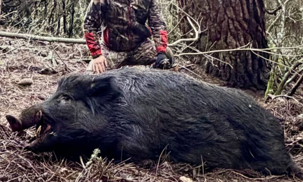 Un sanglier mâle de 178 kg prélevé à Aullène en Corse-du-Sud