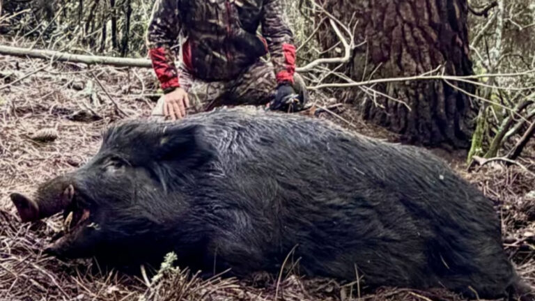 Un sanglier de légende abattu à Aullène : 178 kg, le record de Corse