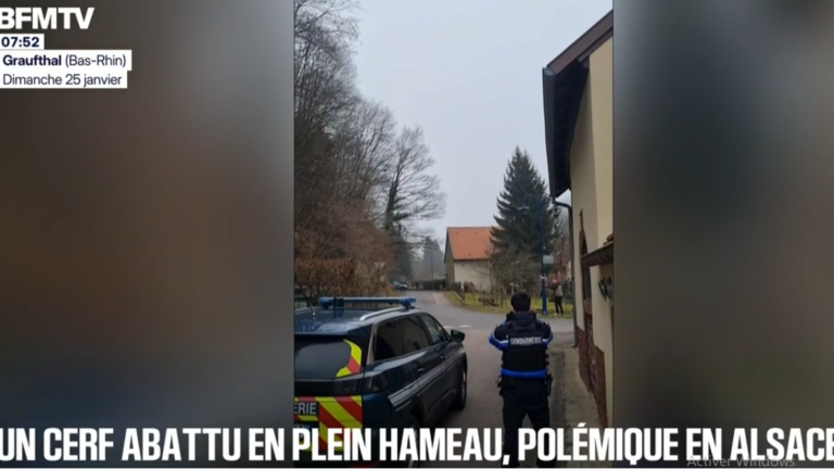 Cerf tué à Graufthal : pourquoi les chasseurs ont eu le bon réflexe?