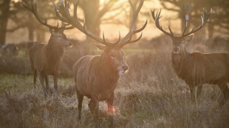 Y a-t-il trop de chevreuils et de cerfs en France ? Le Muséum national d’Histoire naturelle répond