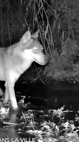 Un loup dans Fréjus : TF1 témoigne les causes avec une « spécialiste »