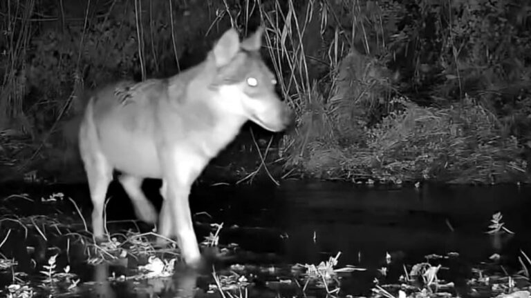 Un loup dans Fréjus : TF1 témoigne les causes avec une « spécialiste »