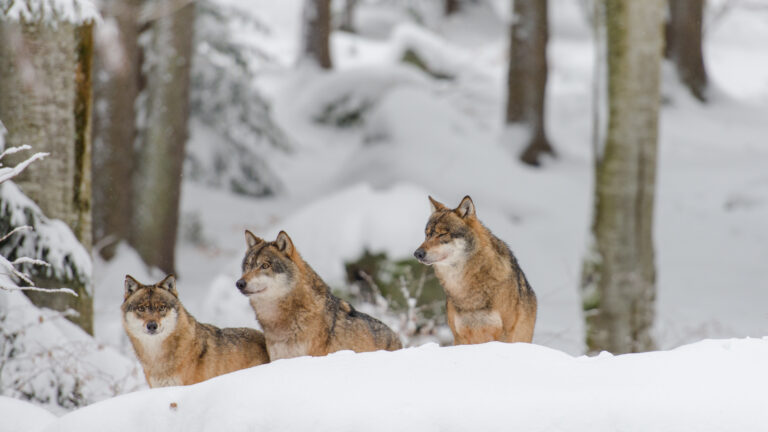 Suède : L&rsquo;interdiction de la chasse au loup, un séisme législatif aux portes de l&rsquo;Europe