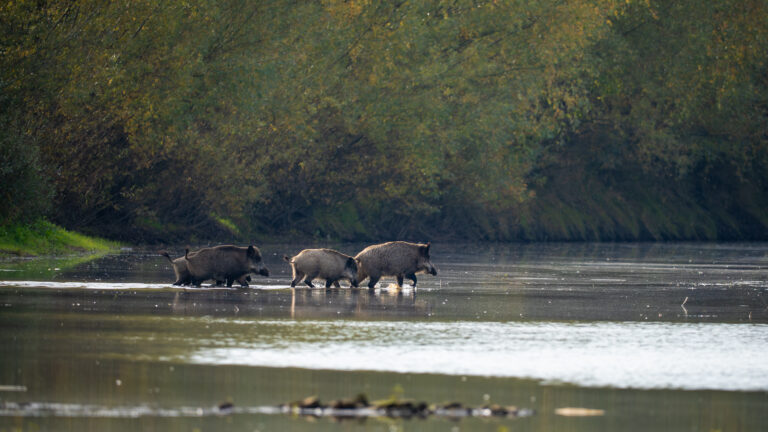 Crues en Loire-Atlantique : les sangliers gagnent les routes, alerte collisions