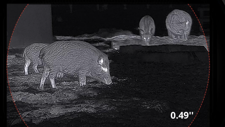 Lunettes thermiques et braconnage : pourquoi l’OFB tire la sonnette d’alarme?