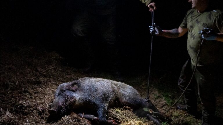 Chasse nocturne du sanglier : le Luxembourg dans les pas de l’Allemagne
