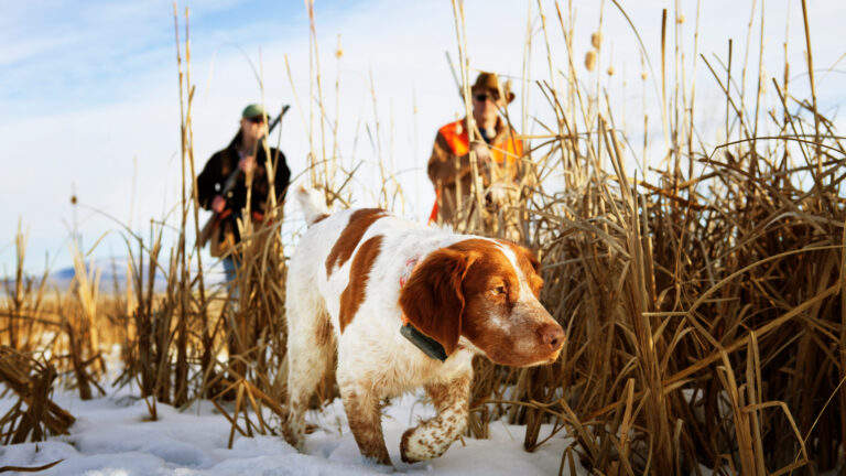 Gagnez votre assurance chasse et celle de votre chien