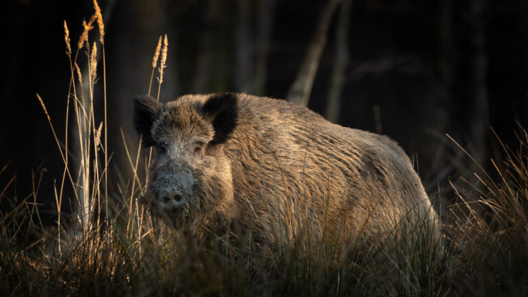 Sanglier : Le Tribunal d’Orléans donne raison aux chasseurs de grand gibier du Cher