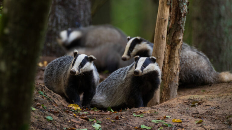 Blaireaux : la Coordination Rurale hausse le ton en Haute-Vienne