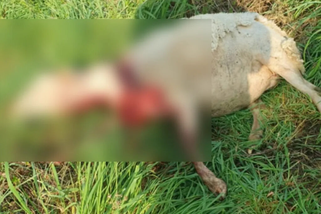 Brebis morte par une attaque de loup