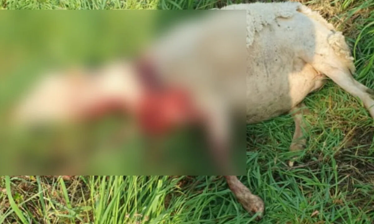 Brebis morte par une attaque de loup