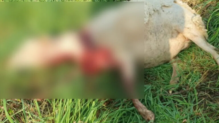 Pyrénées-Atlantiques: une attaque mortelle du loup en plein cœur d&rsquo;un village !