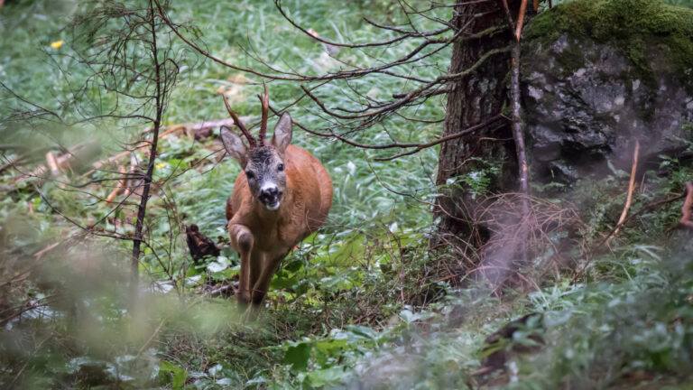 Gers: un chasseur blessé par une gerbe de plombs lors d&rsquo;une battue au chevreuil