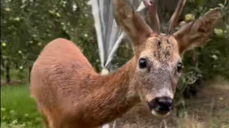 Une rencontre intime entre un chasseur et un brocard en images