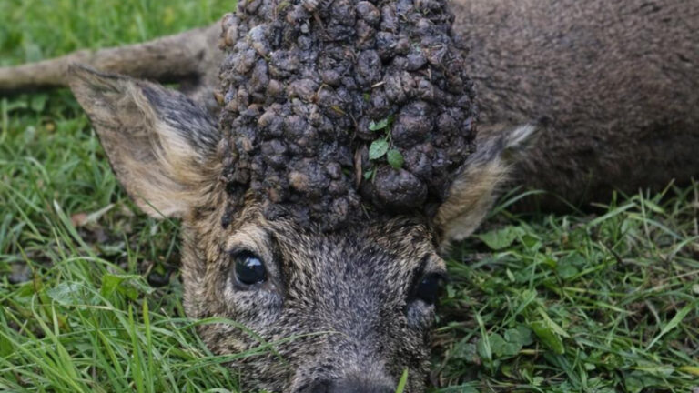 Indre : un brocard « en perruque » à l’allure spectaculaire