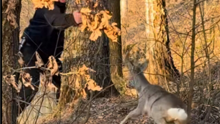 Un brocard charge un homme et le bloque derrière un arbre !
