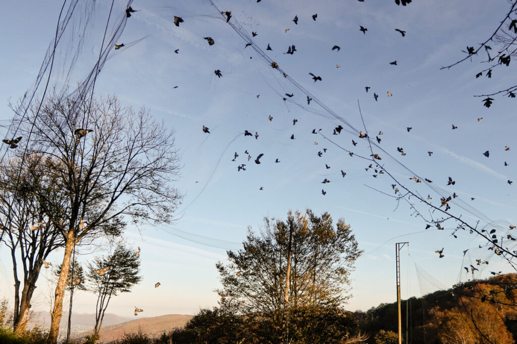 Chasse de la palombe au filet