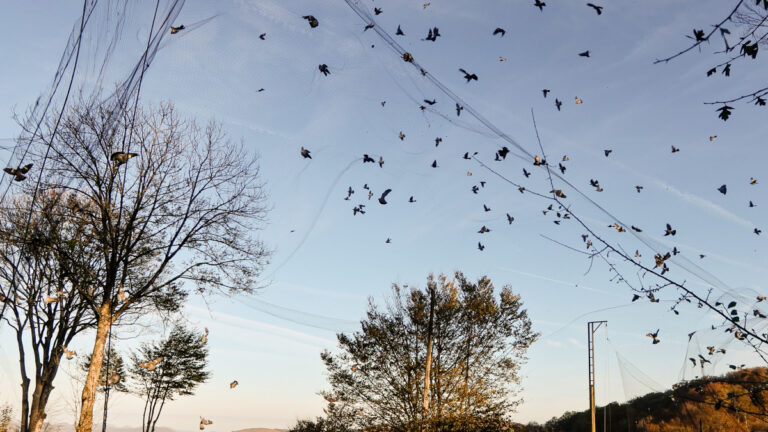 Palombe au filet : un héritage du Sud-Ouest menacé