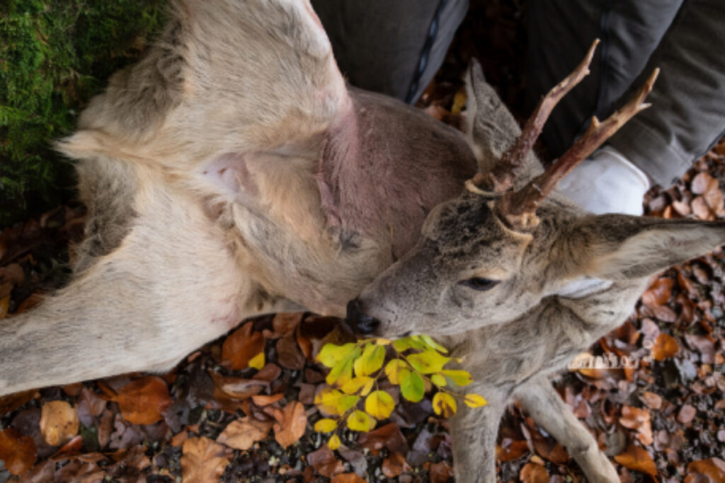 Chevrette coiffée comme un brocard dans le Doubs
