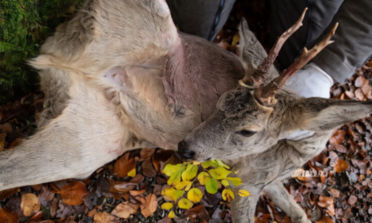 Chevrette coiffée comme un brocard dans le Doubs