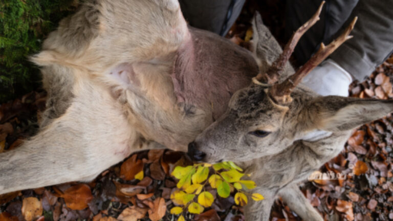 Doubs : ils croient prélever un brocard, c’est une chevrette coiffée !
