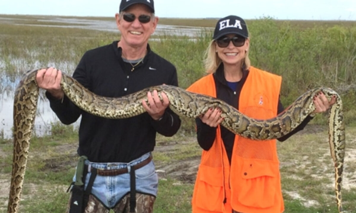 Concours de chasse aux pythons birmans en Floride