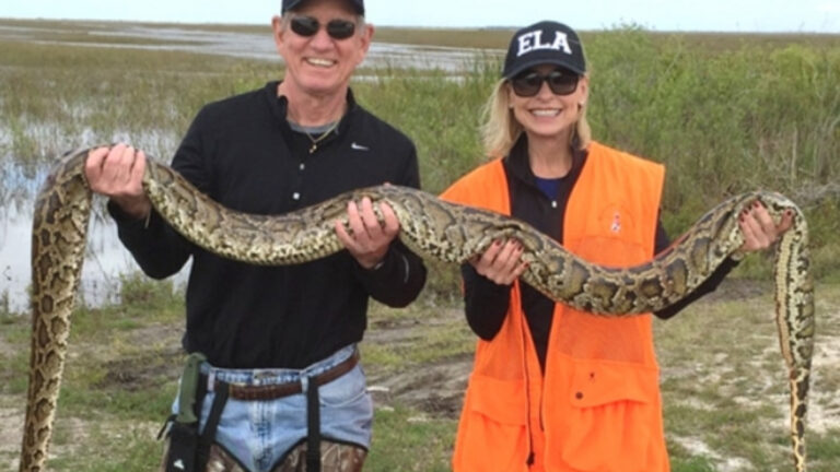 Floride : un concours de chasse pour lutter contre les pythons