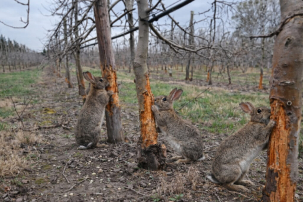 Dégâts lapins de garenne