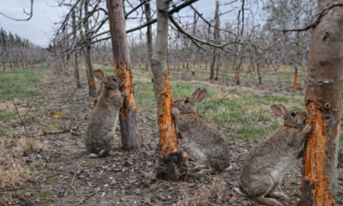 Dégâts lapins de garenne