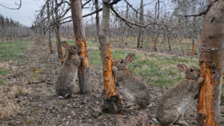 Vaucluse : au Thor, les lapins ravagent cultures et vergers