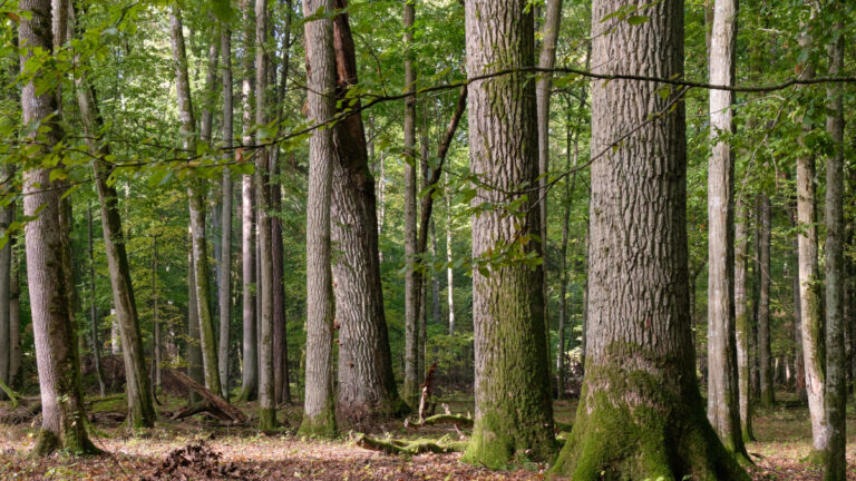 Biodiversité forestière : un équilibre fragile à préserver