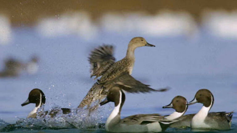 Migrateurs, tourterelle des bois, ChassAdapt : pourquoi Willy Schraen parle d’un tournant pour la chasse française?